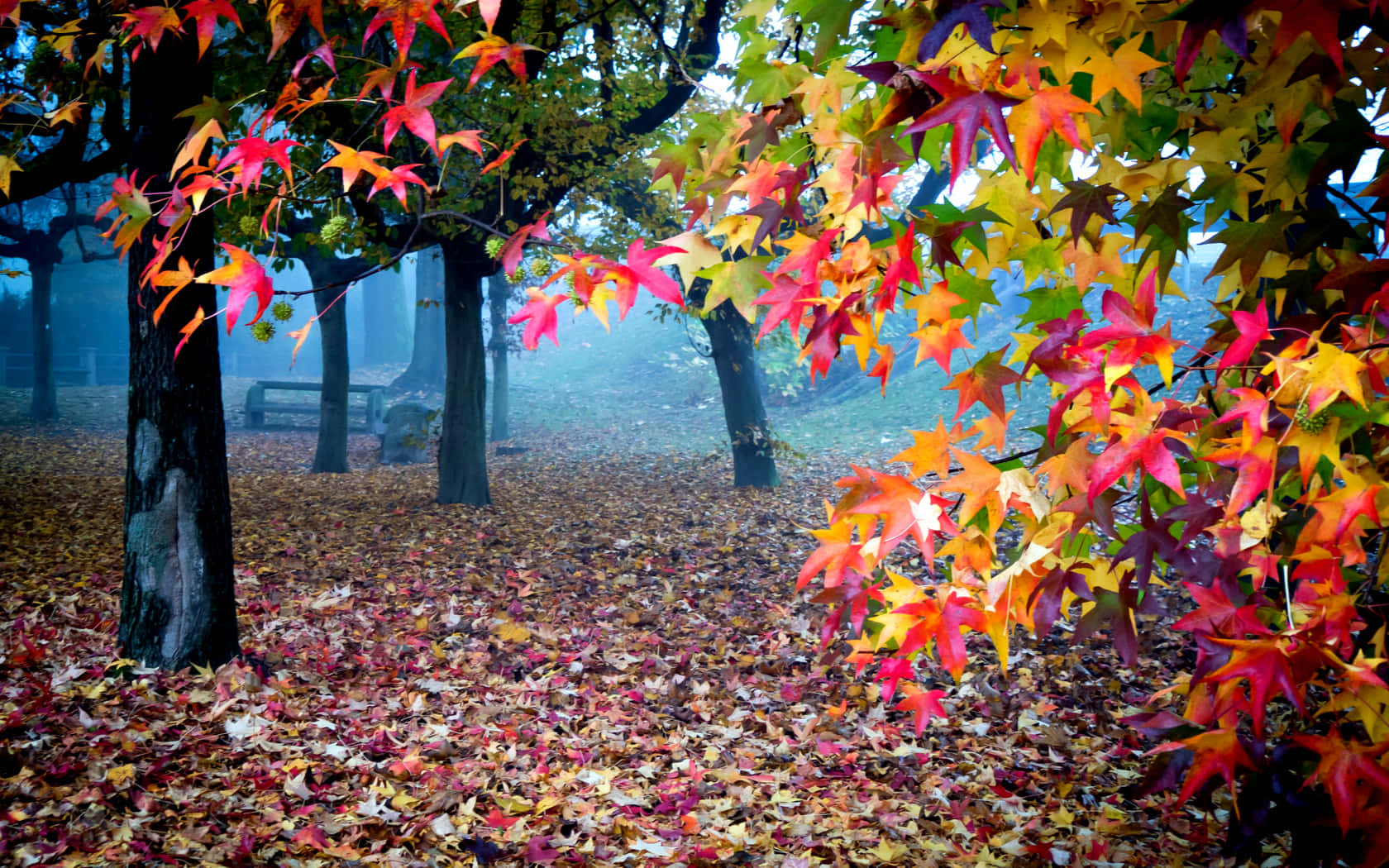 autumn leaves, fiery reds oranges and yellows, misty forest path, HD Desktop Wallpaper