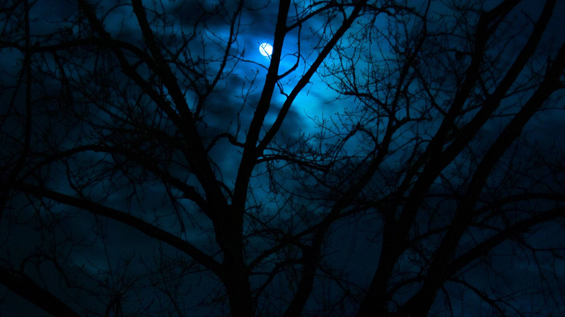 Beautiful Dark, tree silhouette, glowing moon, Full HD Desktop Wallpaper