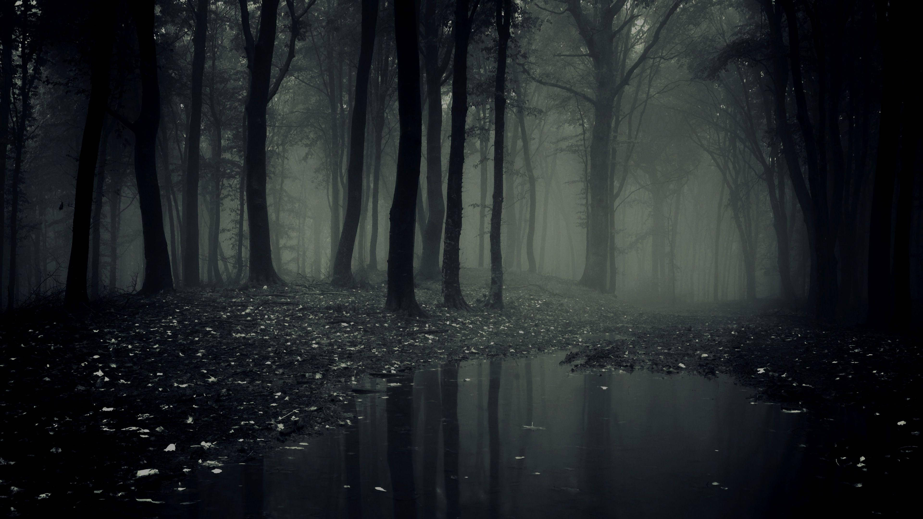 Beautiful Dark, forest, dark trees, 4K Desktop Wallpaper
