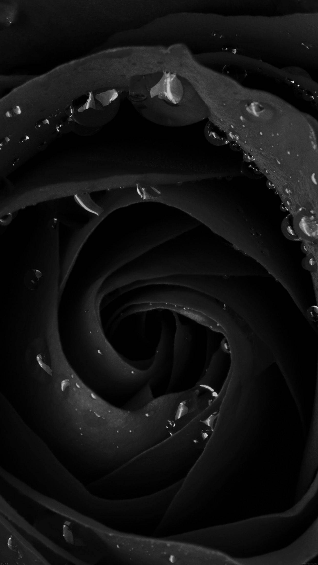 black rose, monochrome, glistening water droplets, Full HD Phone Wallpaper