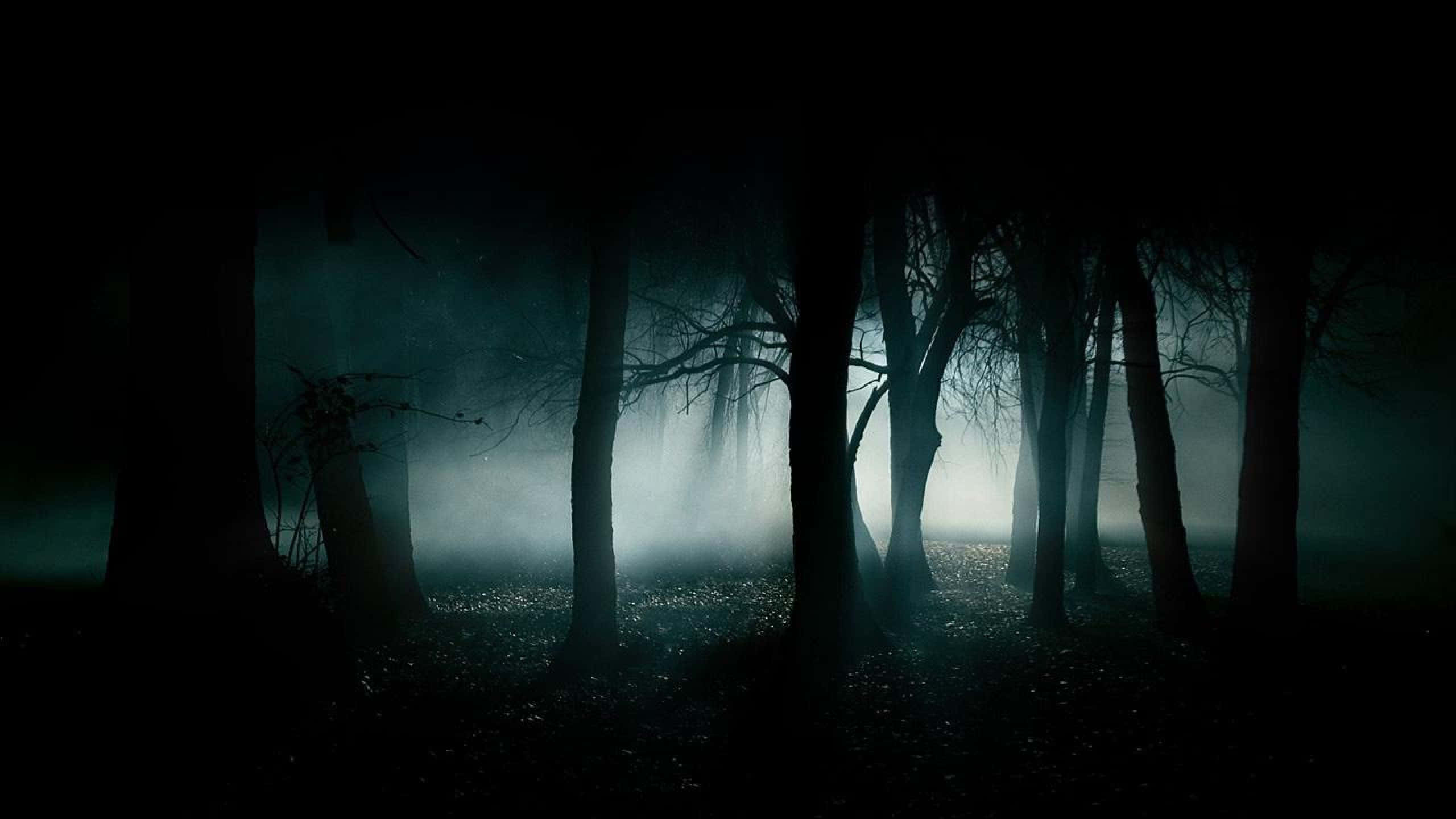 2560x1440, black, eerie forest, 2K Desktop Wallpaper