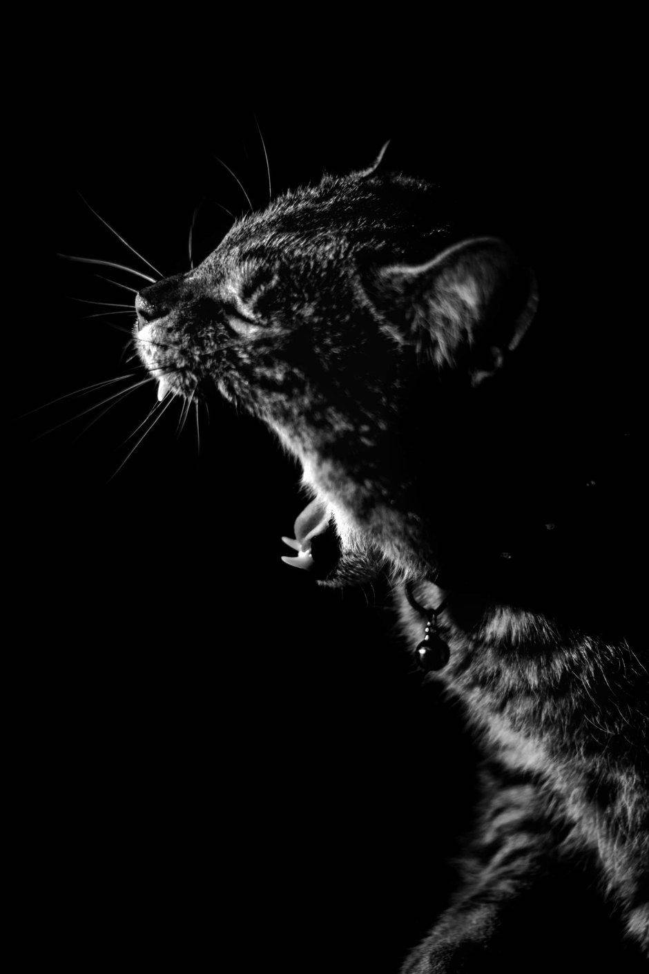 cat, glowing eyes, bared teeth, HD Phone Wallpaper