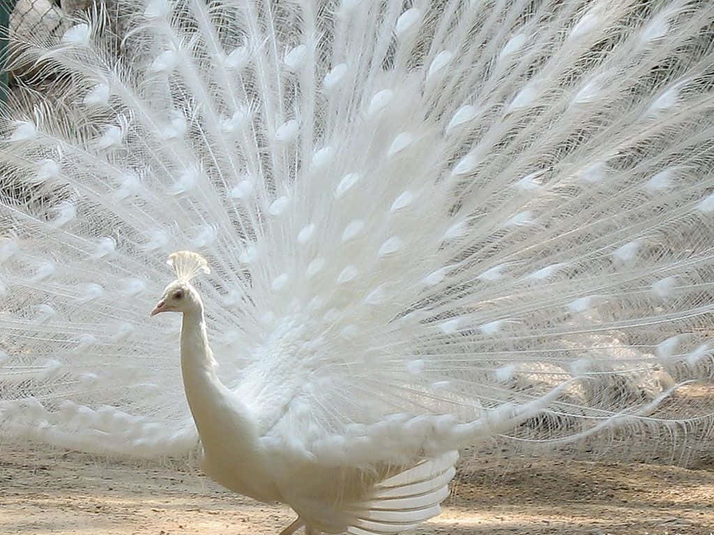 white peafowl, pristine white tail feathers, soft earthy background, SD Desktop Wallpaper
