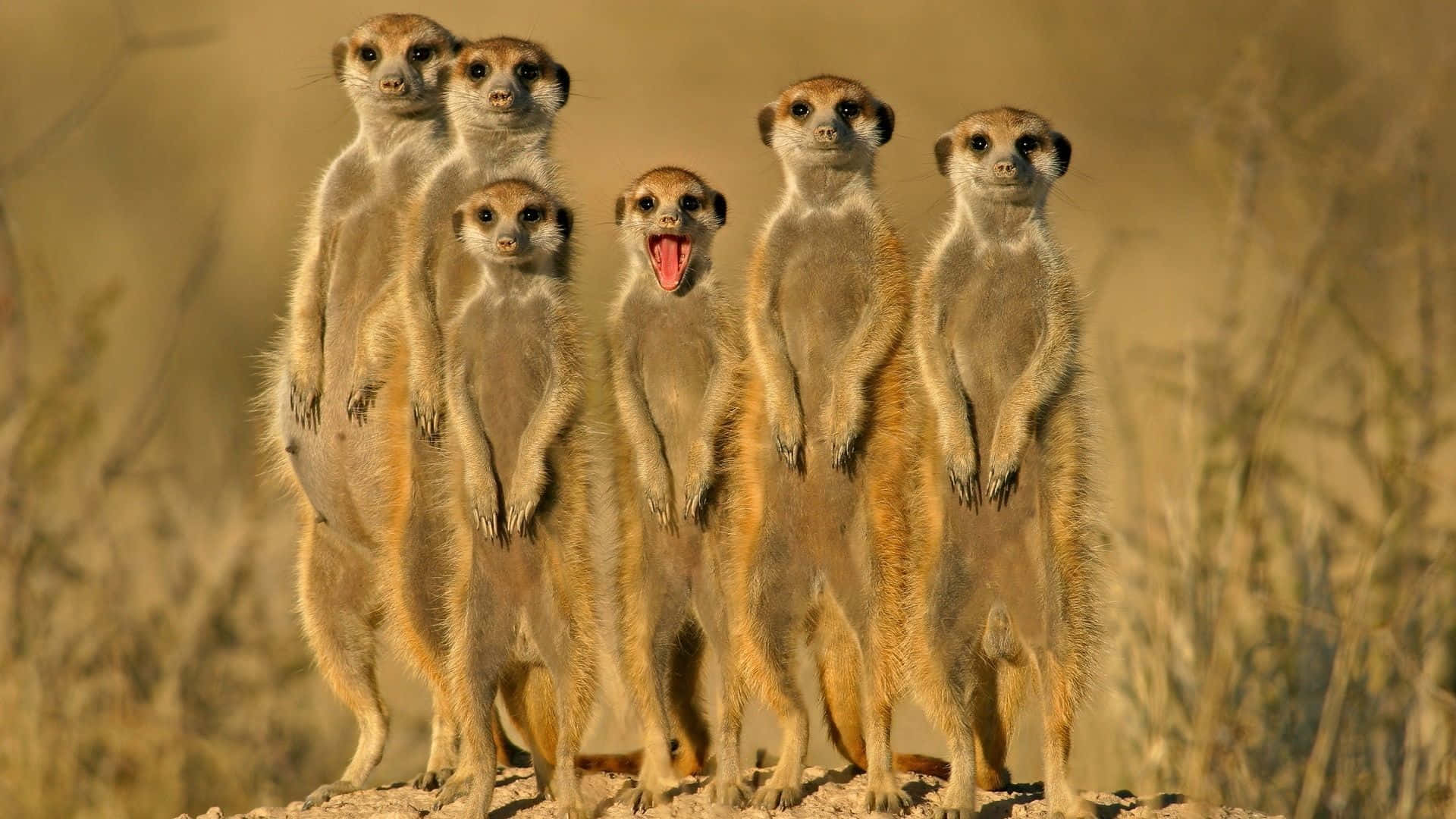 meerkats, sunlit rock, golden grassy backdrop, Full HD Desktop Wallpaper