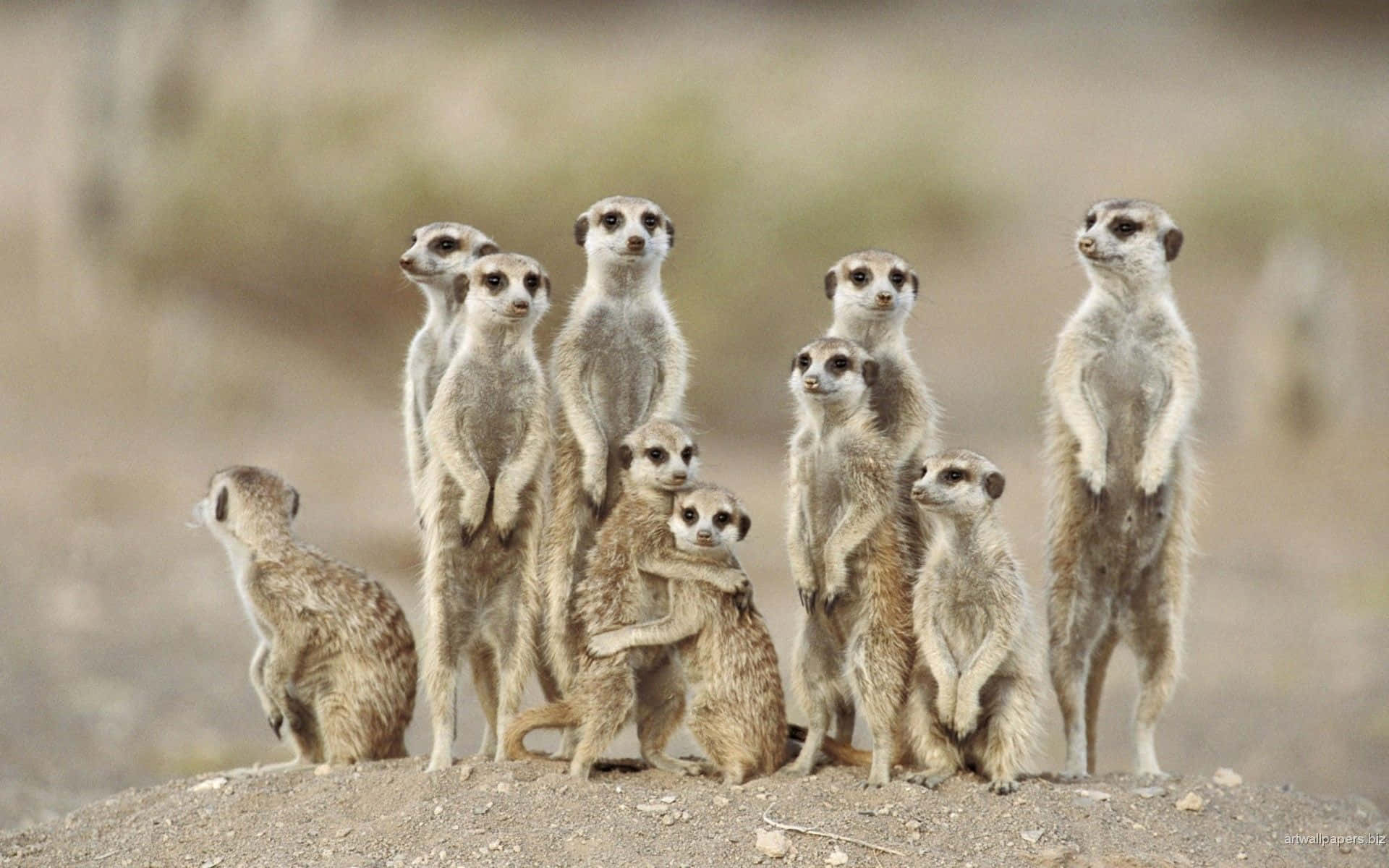 meerkat family, sunlit rock, dry savanna, Full HD Desktop Wallpaper