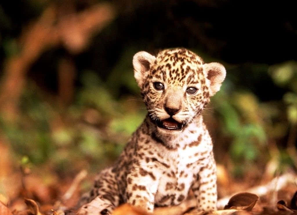 baby jaguar cub, spotted fur, sunlit forest undergrowth, SD Desktop Wallpaper