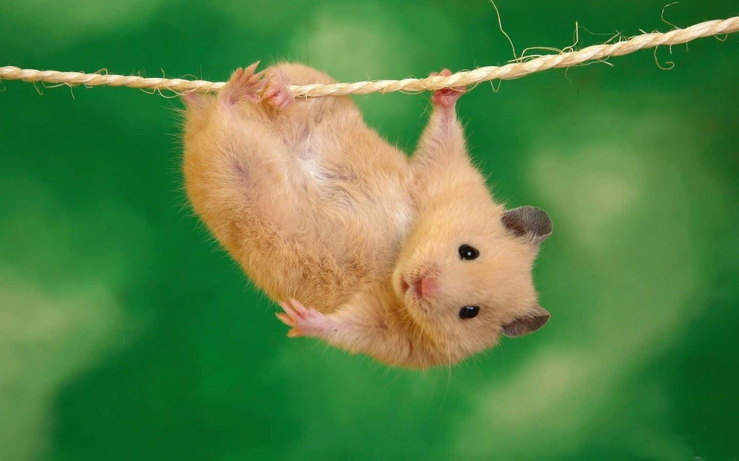 Beautiful Desktop Animal, golden hamster, rope, HD Desktop Wallpaper