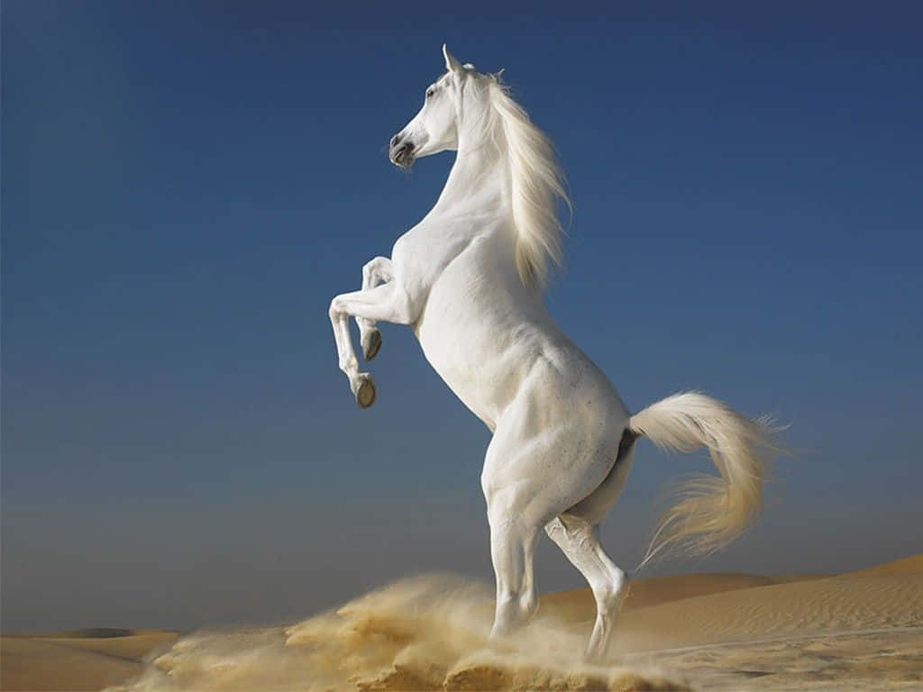 majestic white horse, desert dune, clear blue sky, SD Desktop Wallpaper