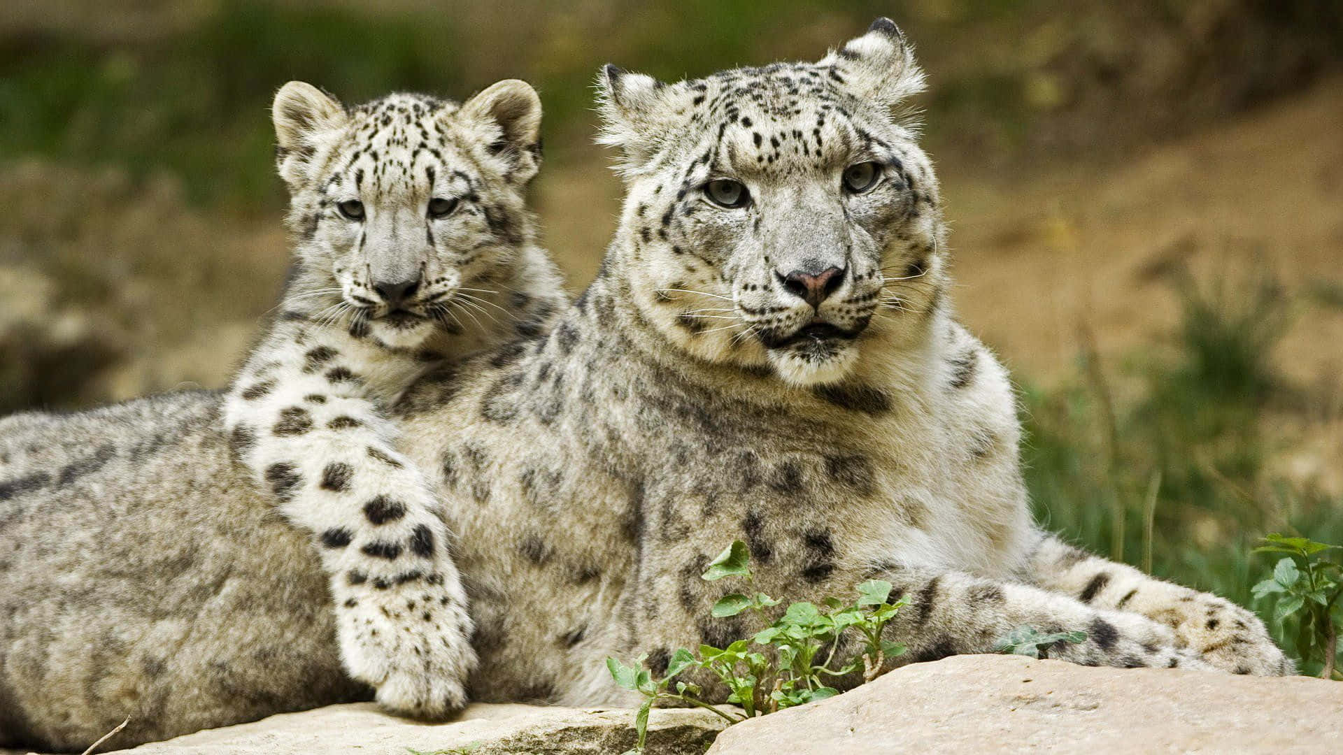 snow leopard, mother and cub, sunlit rock, Full HD Desktop Wallpaper