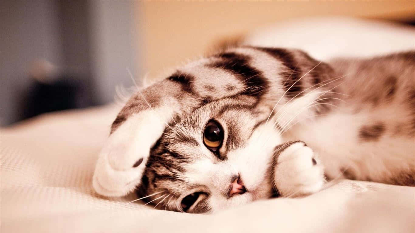 Beautiful Desktop Animal, tabby cat, amber eyes, HD Desktop Wallpaper