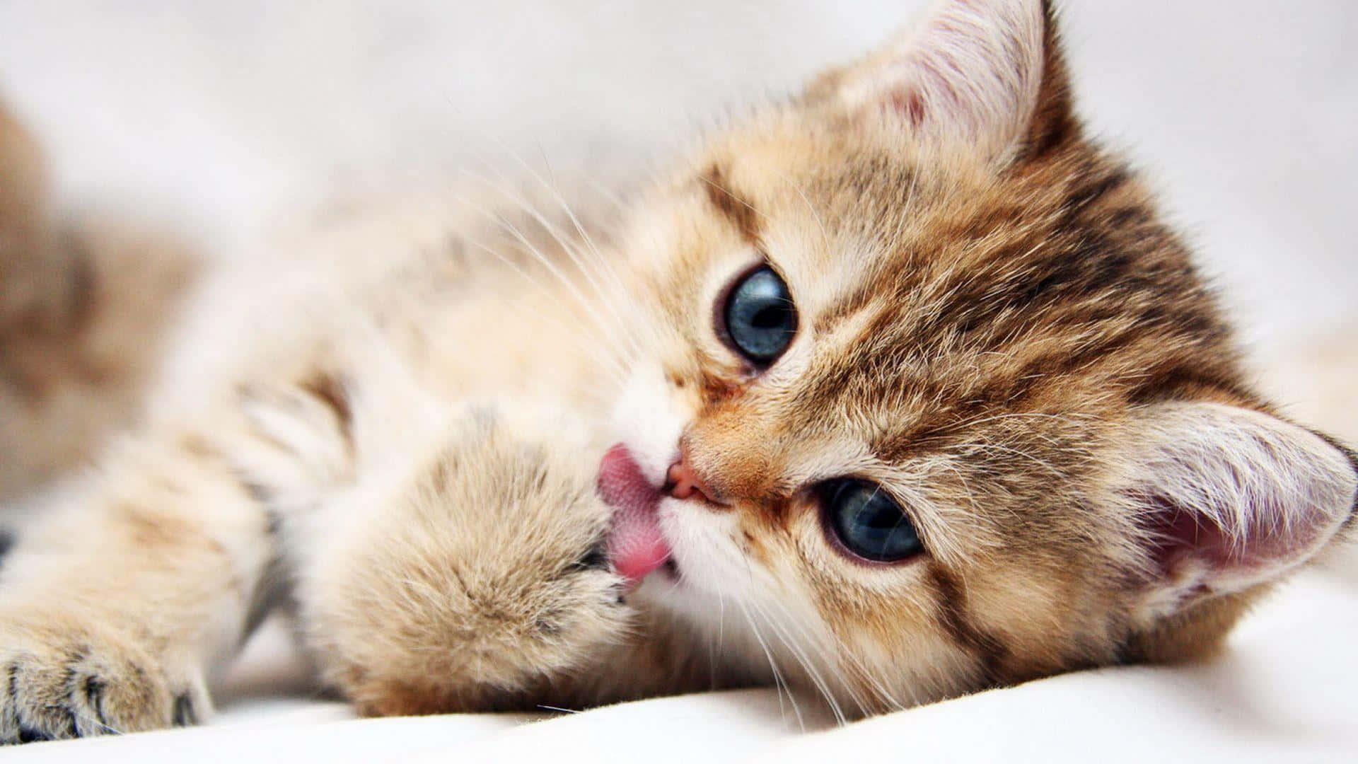 fluffy tabby kitten, striking blue eyes, soft white surface, Full HD Desktop Wallpaper