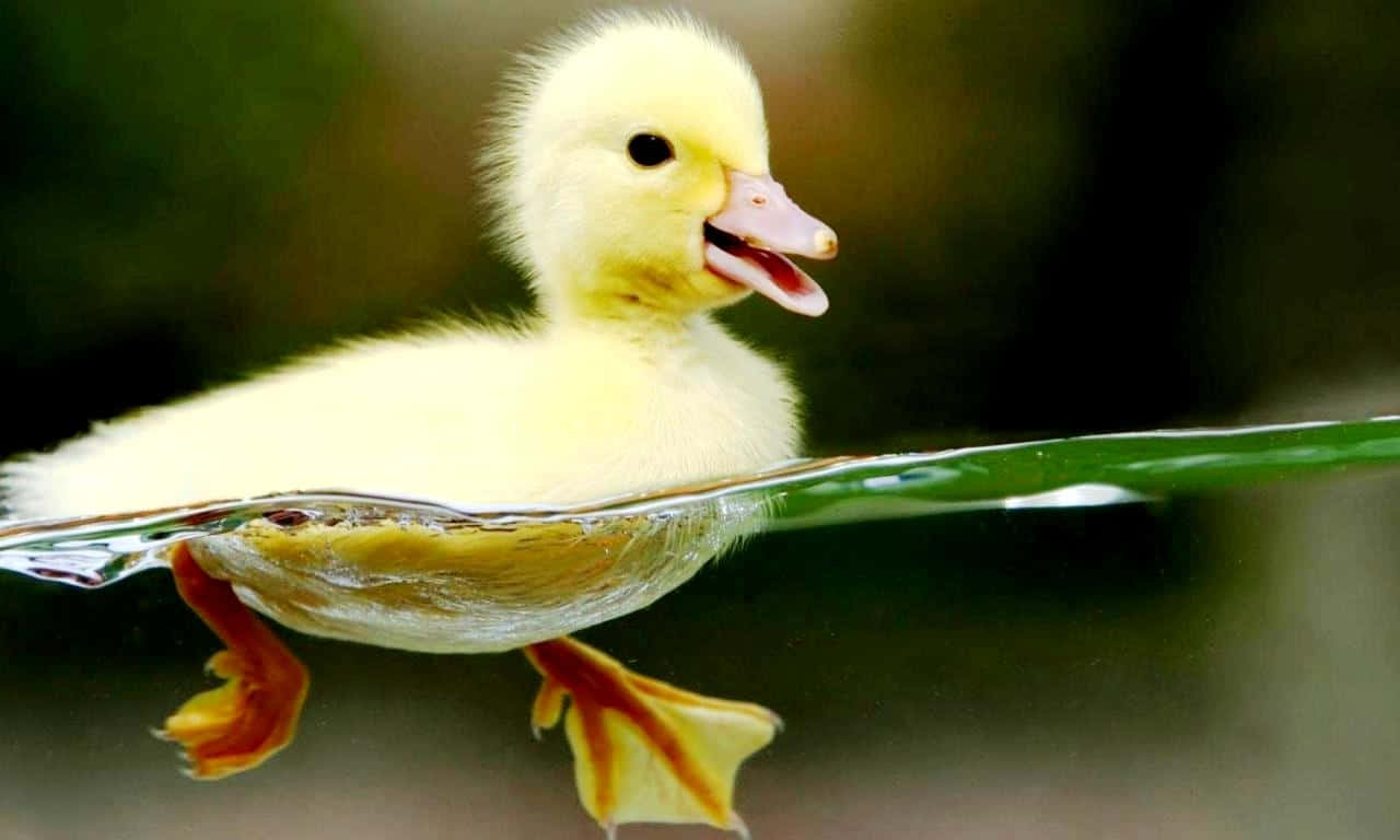duckling, fluffy yellow, clear water, HD Desktop Wallpaper