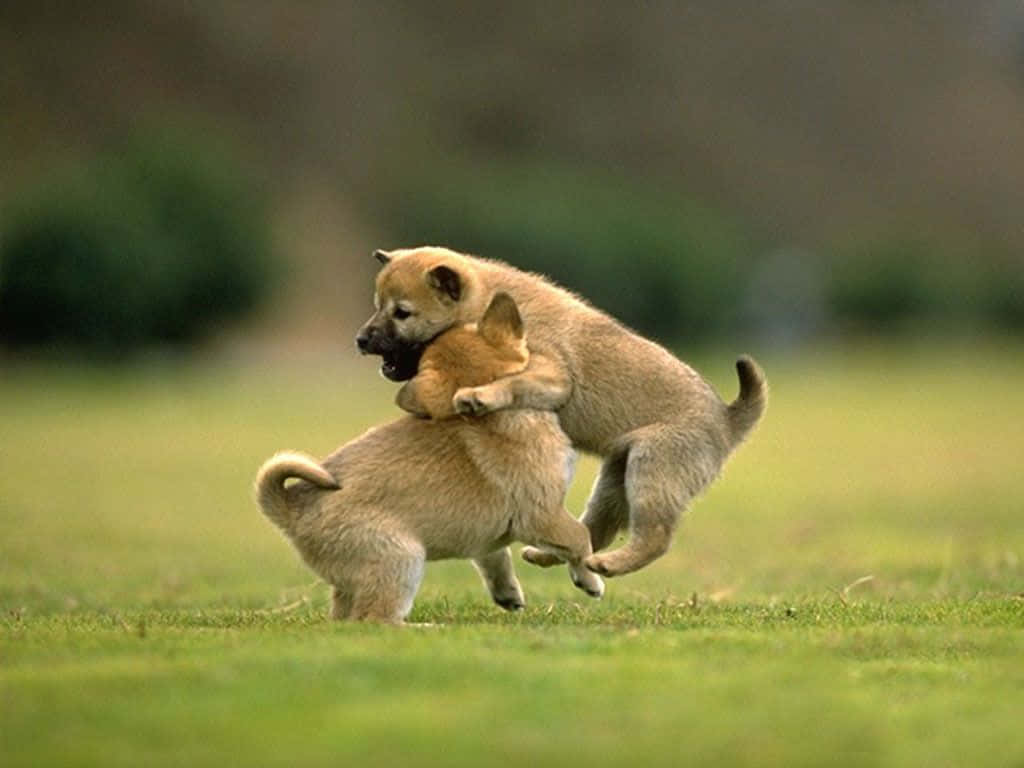 Beautiful Desktop Animal, puppies, sunlit grassy field, SD Desktop Wallpaper