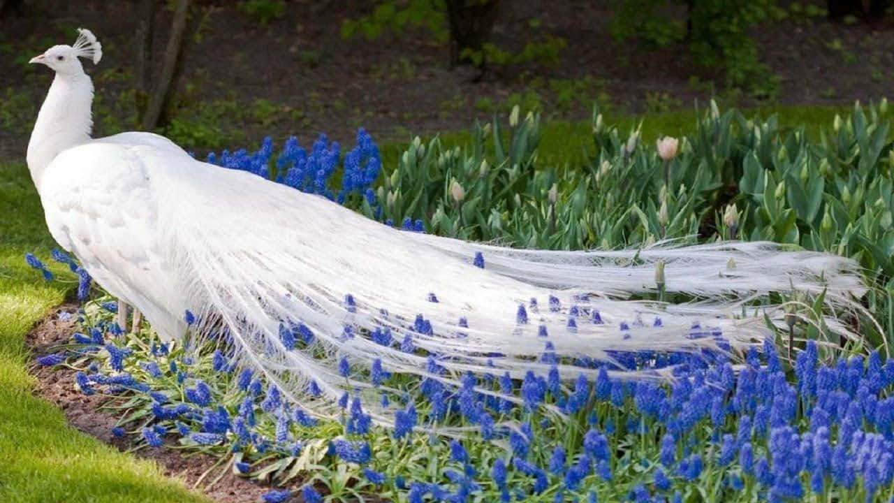 white peafowl, garden, vibrant blue flowers, HD Desktop Wallpaper