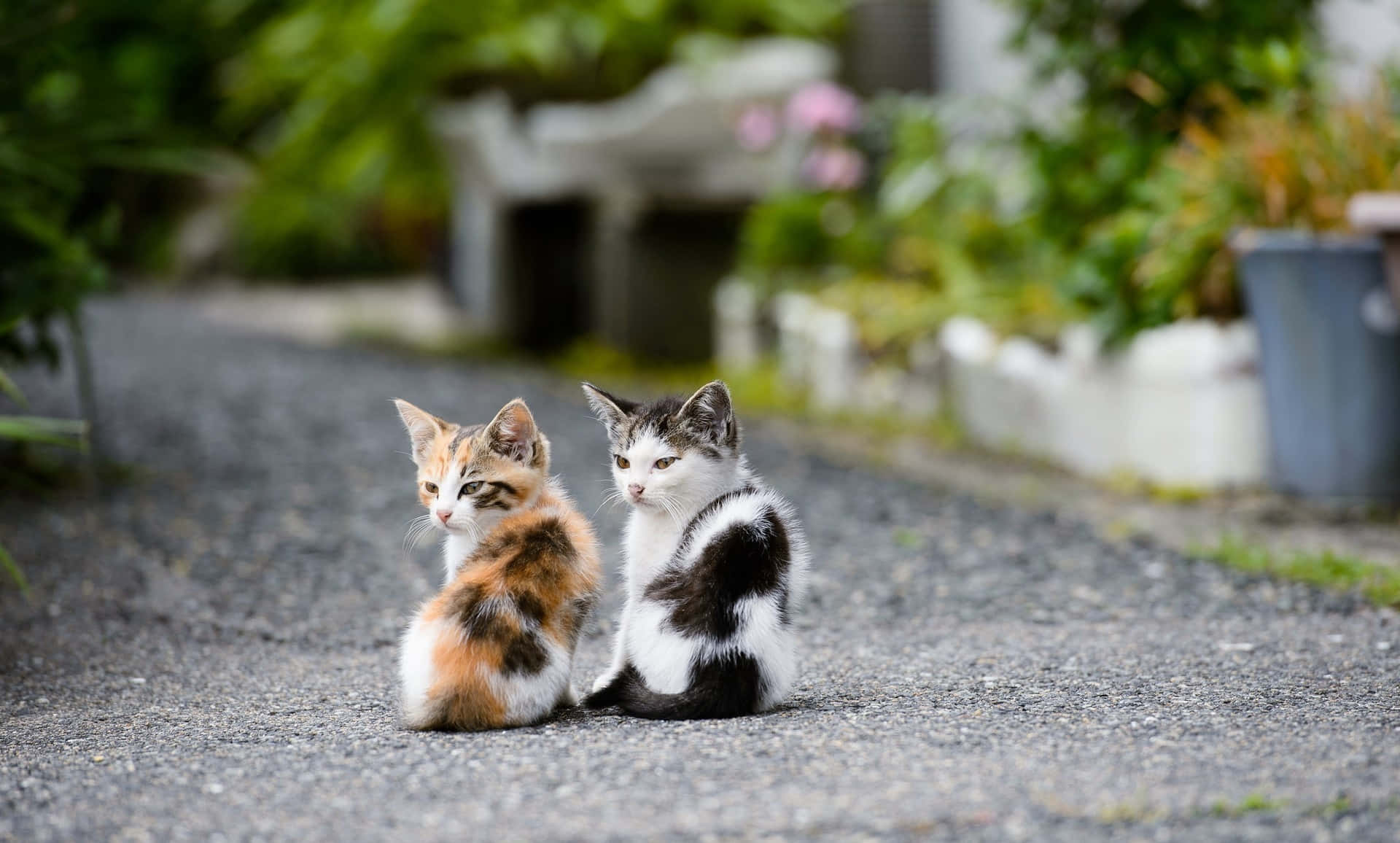 Beautiful Desktop Animal, calico, black and white, Full HD Desktop Wallpaper