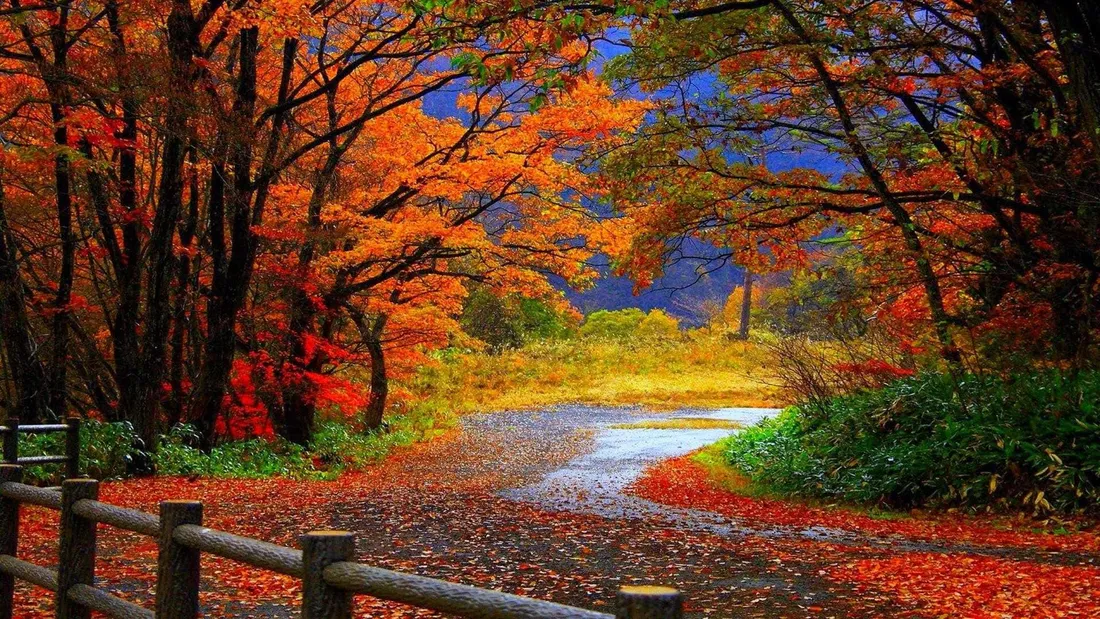 Beautiful Fall iPhone