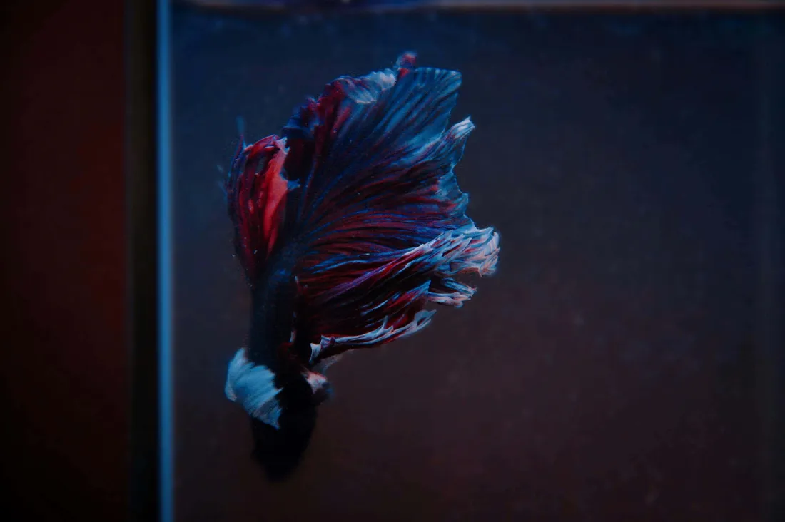Beautiful Fish