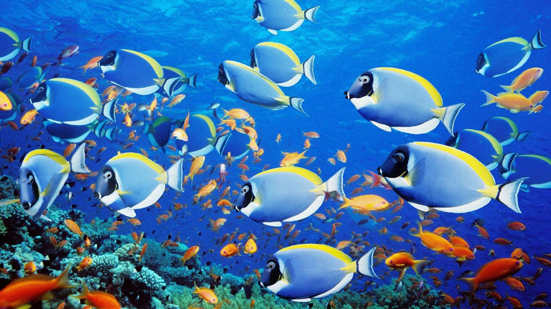 blue and yellow surgeonfish, colorful coral reef, clear turquoise ocean, Full HD Desktop Wallpaper