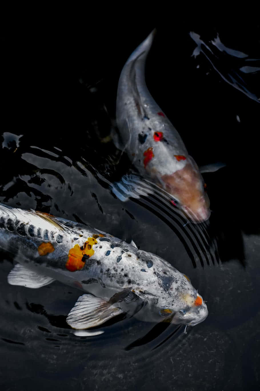 koi fish, tank of water, dark water, HD Phone Wallpaper