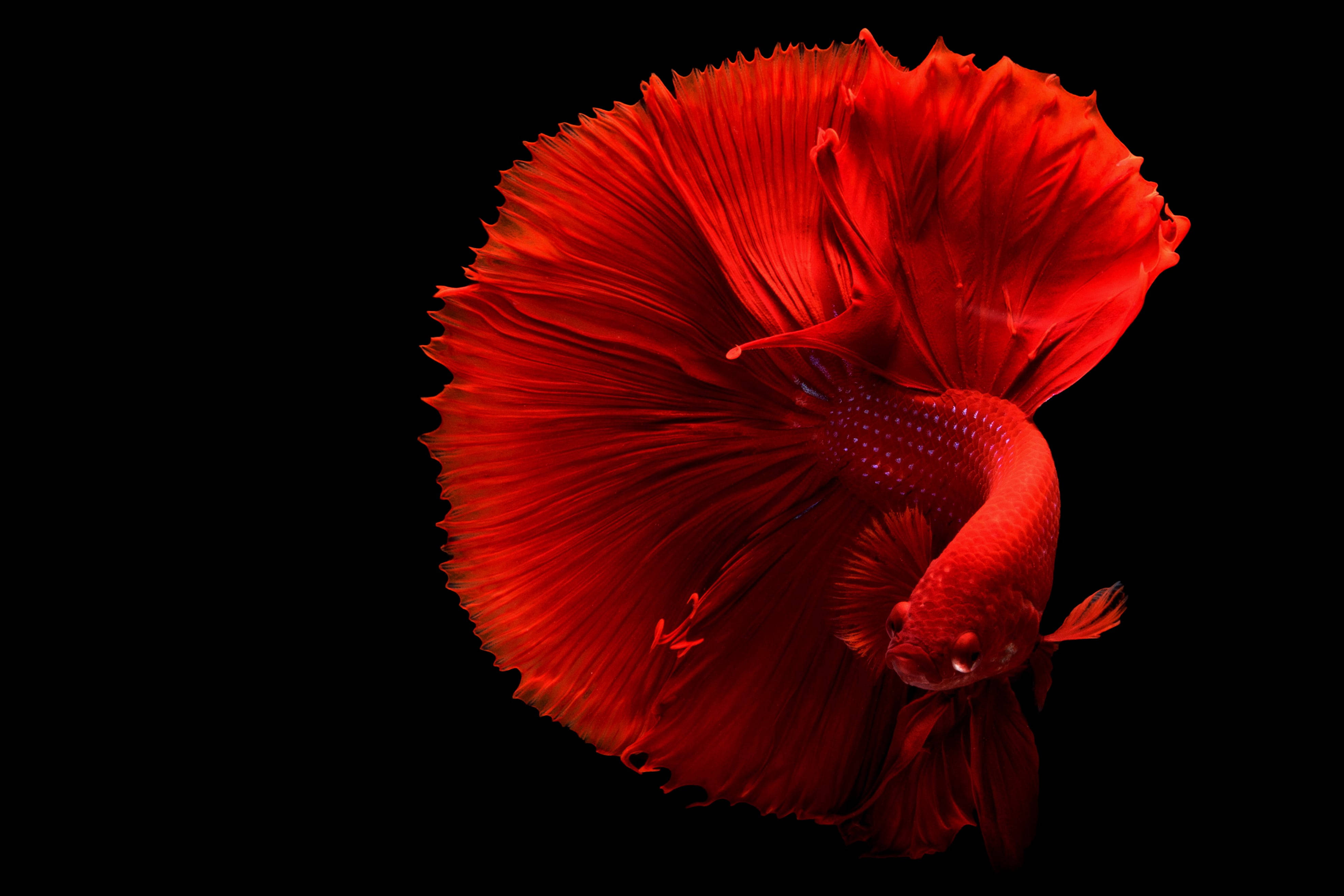 betta fish, red gown, flowing fins, 4K Desktop Wallpaper
