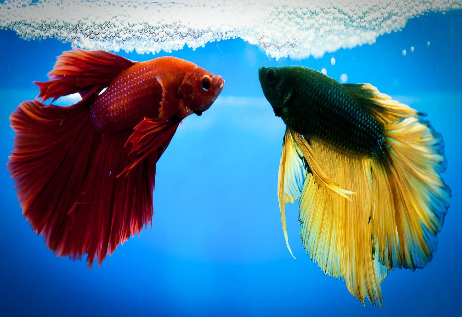 beautiful fish betta, fiery red, golden yellow, HD Desktop Wallpaper