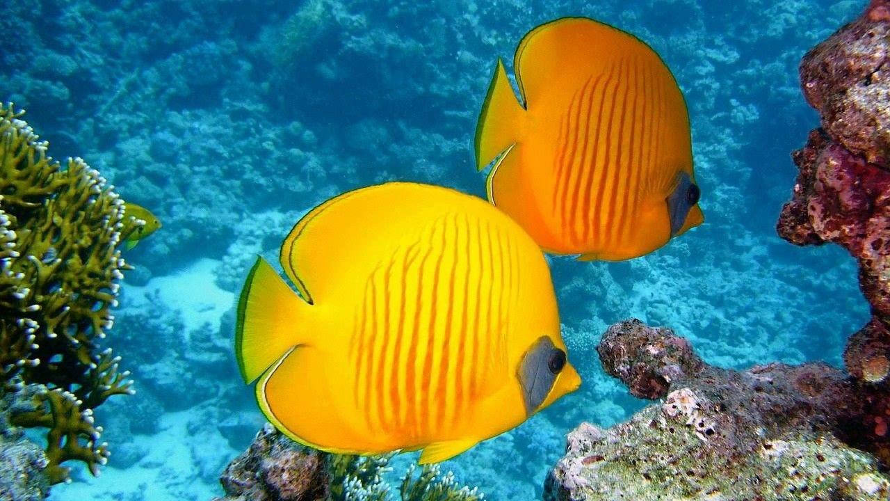 Beautiful Fish, yellow, butterflyfish, HD Desktop Wallpaper