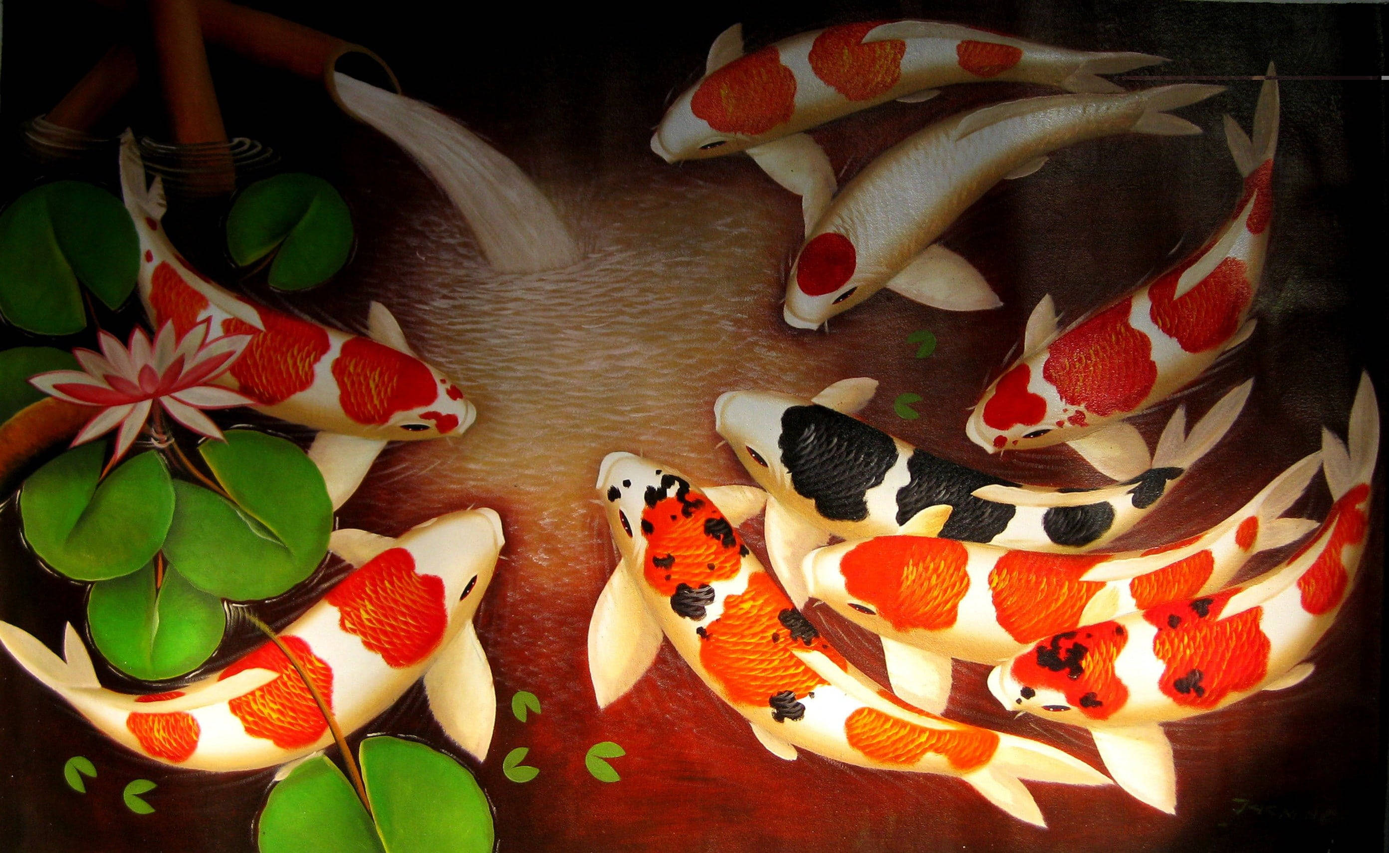 Beautiful Fish, koi fish, lily pads, 2K Desktop Wallpaper