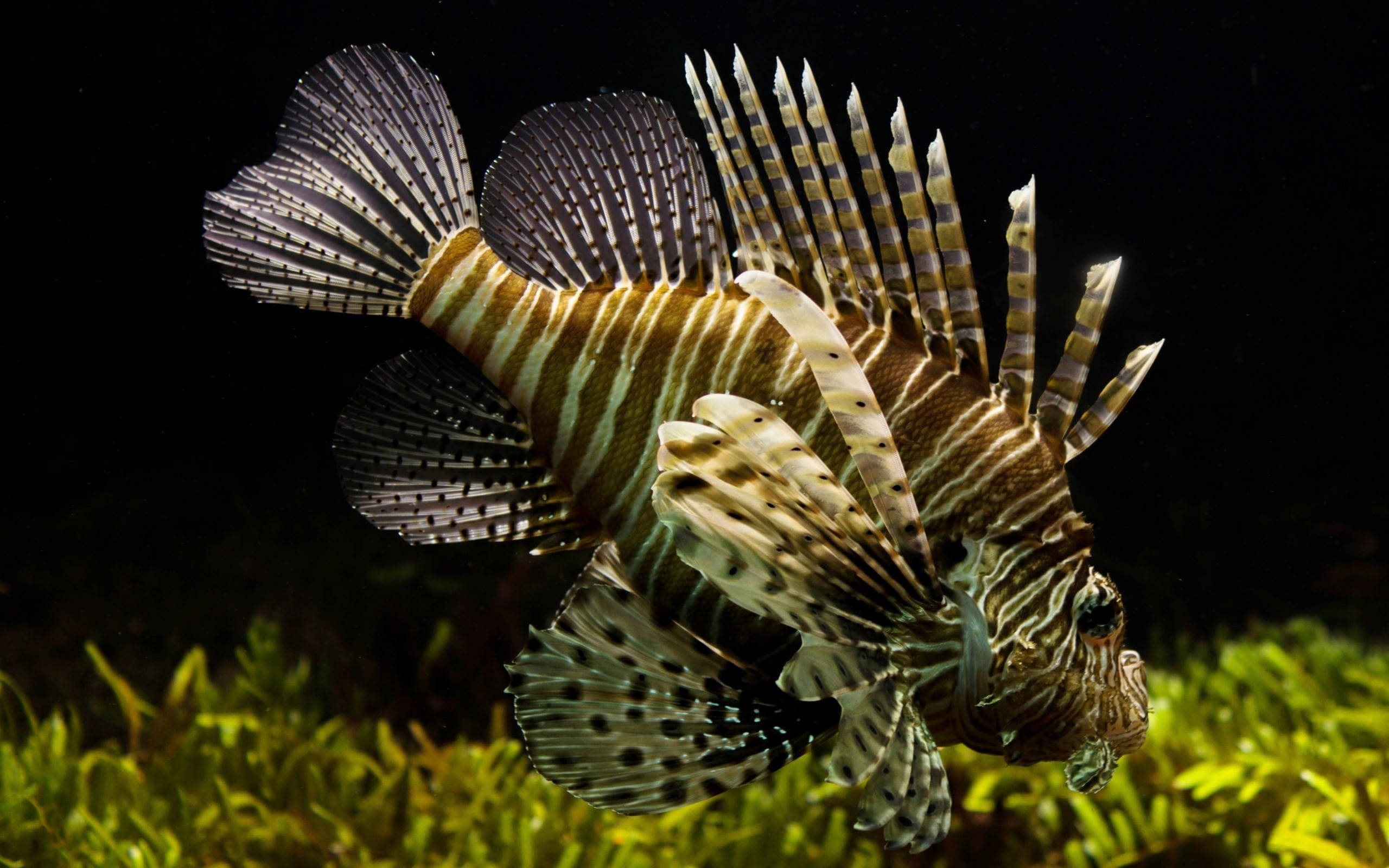 lionfish, bold stripes, venomous spines, 2K Desktop Wallpaper