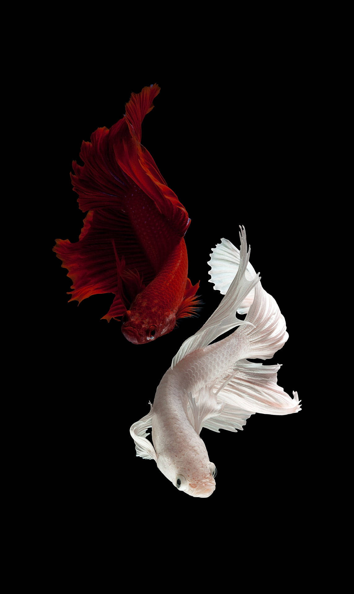 red and white betta fish, flowing fins, vivid colors, Full HD Phone Wallpaper