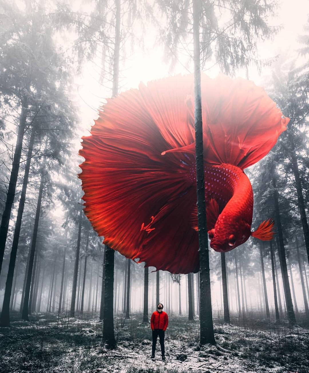 red betta fish, misty snowy forest, red jacket, HD Phone Wallpaper