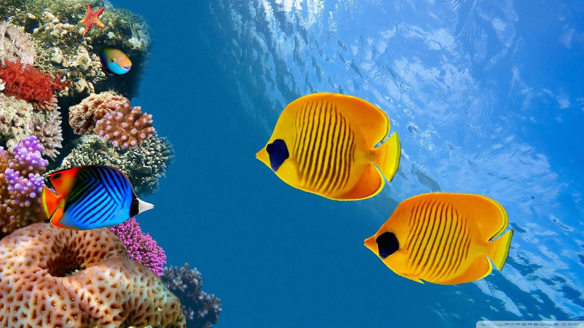 butterflyfish, coral reef, sunlit ocean surface, Full HD Desktop Wallpaper