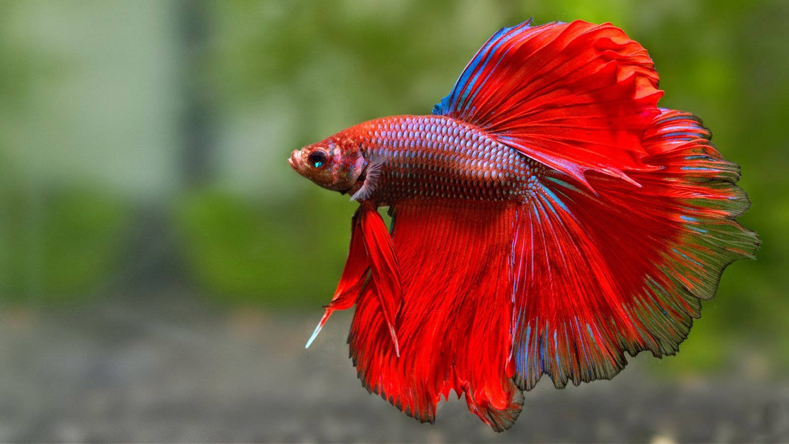 betta fish, vibrant red, flowing fins, HD Desktop Wallpaper