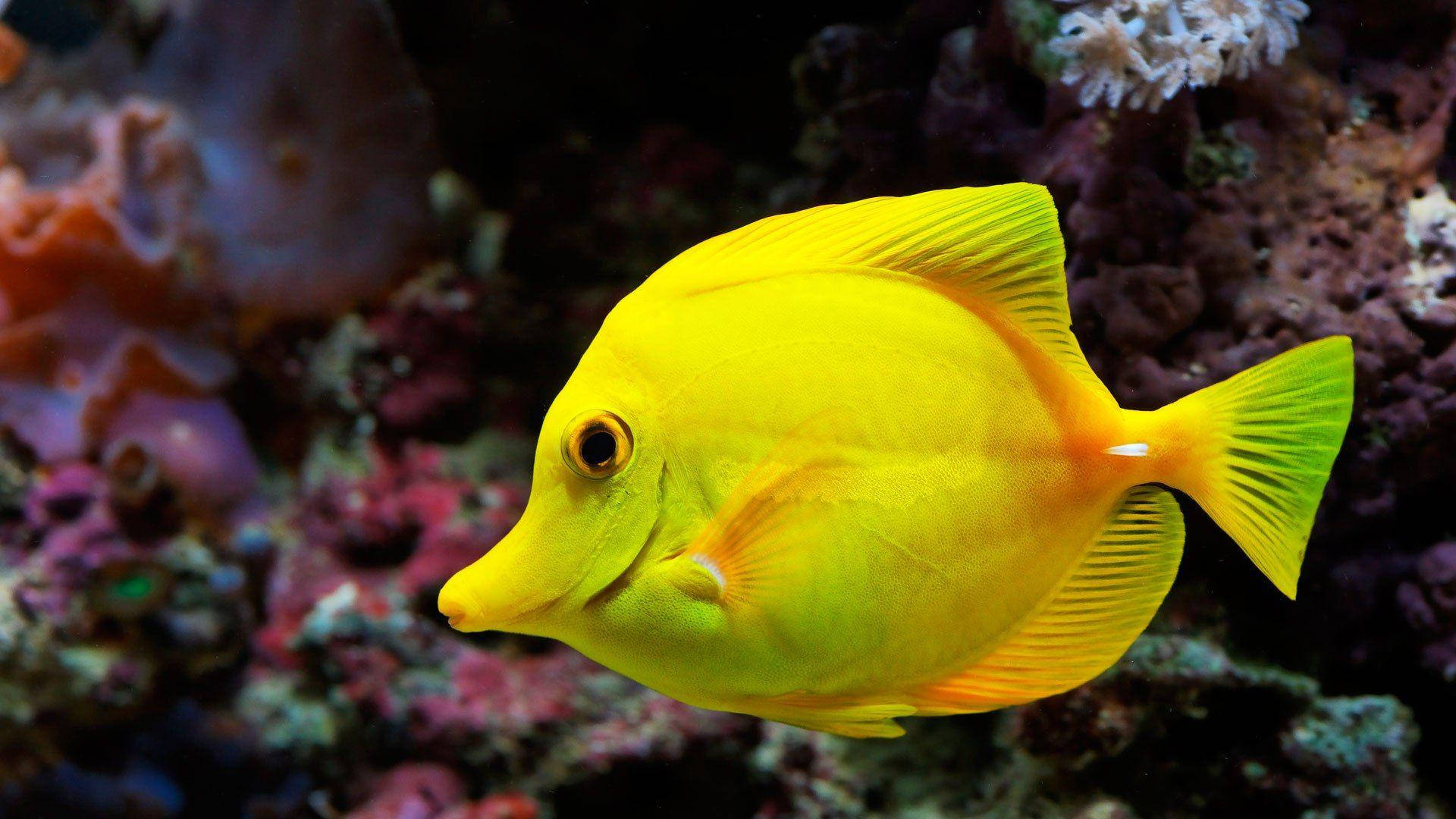 yellow tang, tropical reef, colorful coral, Full HD Desktop Wallpaper