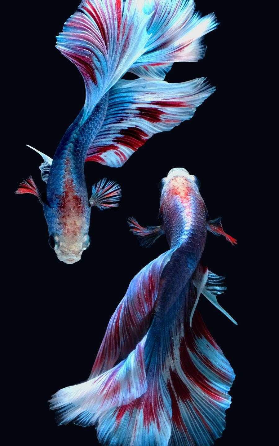 betta fish, blue and red fins, stark black background, HD Phone Wallpaper