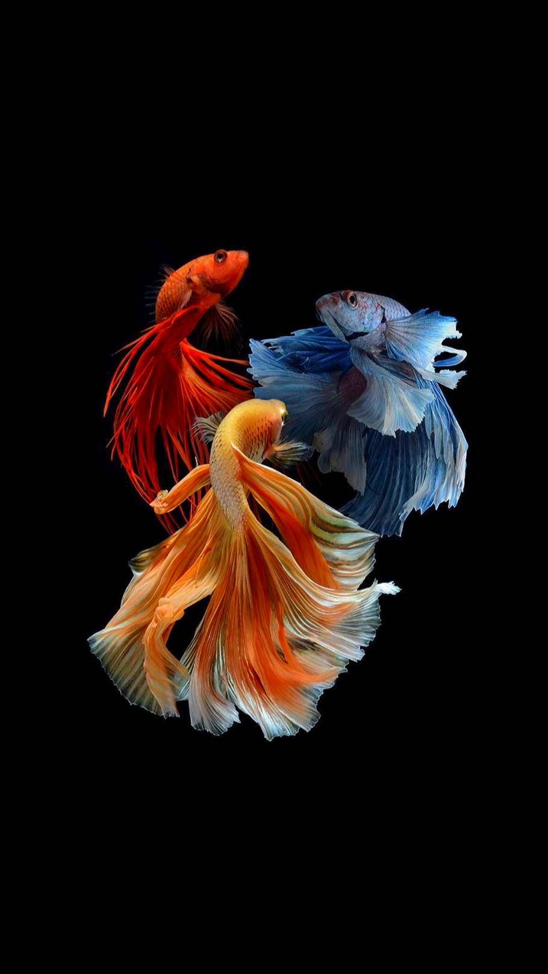 betta fish, flowing fins, vibrant, Full HD Phone Wallpaper