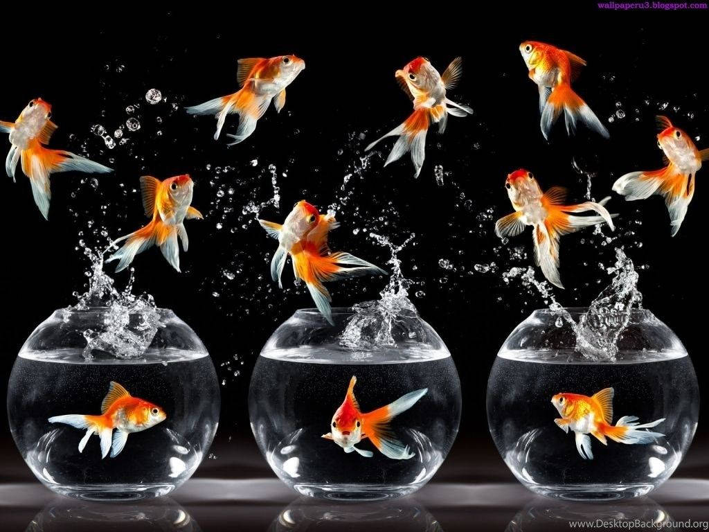 Golden fish, three glass bowls, stark black background, SD Desktop Wallpaper