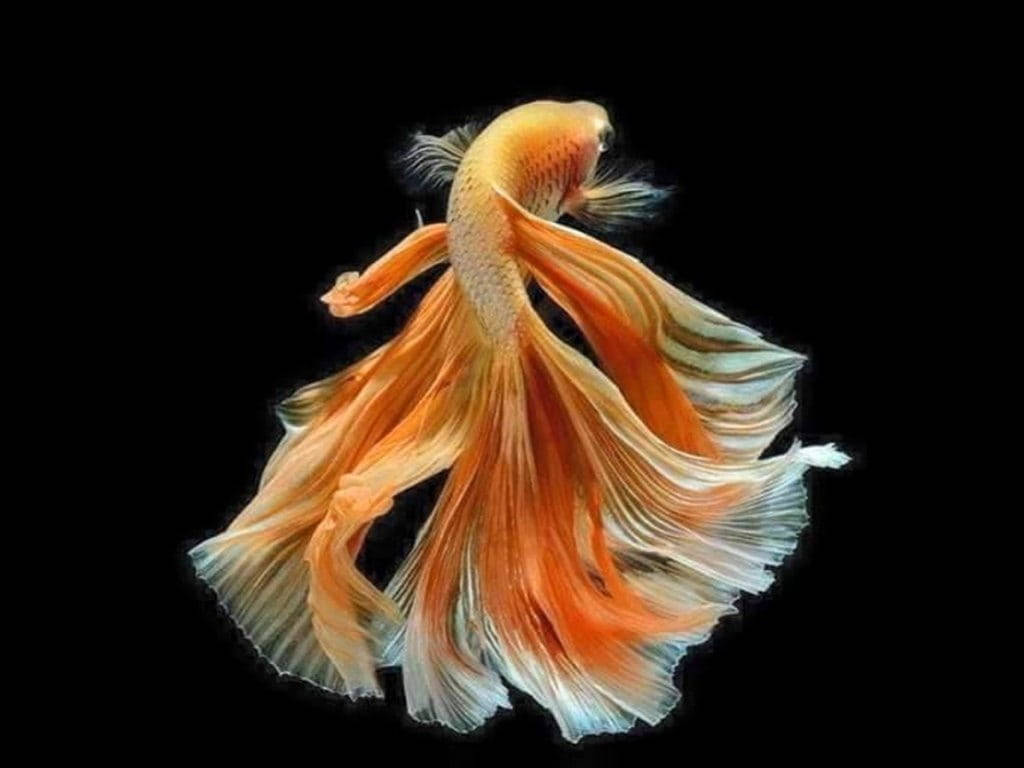 orange, white, betta fish, SD Desktop Wallpaper