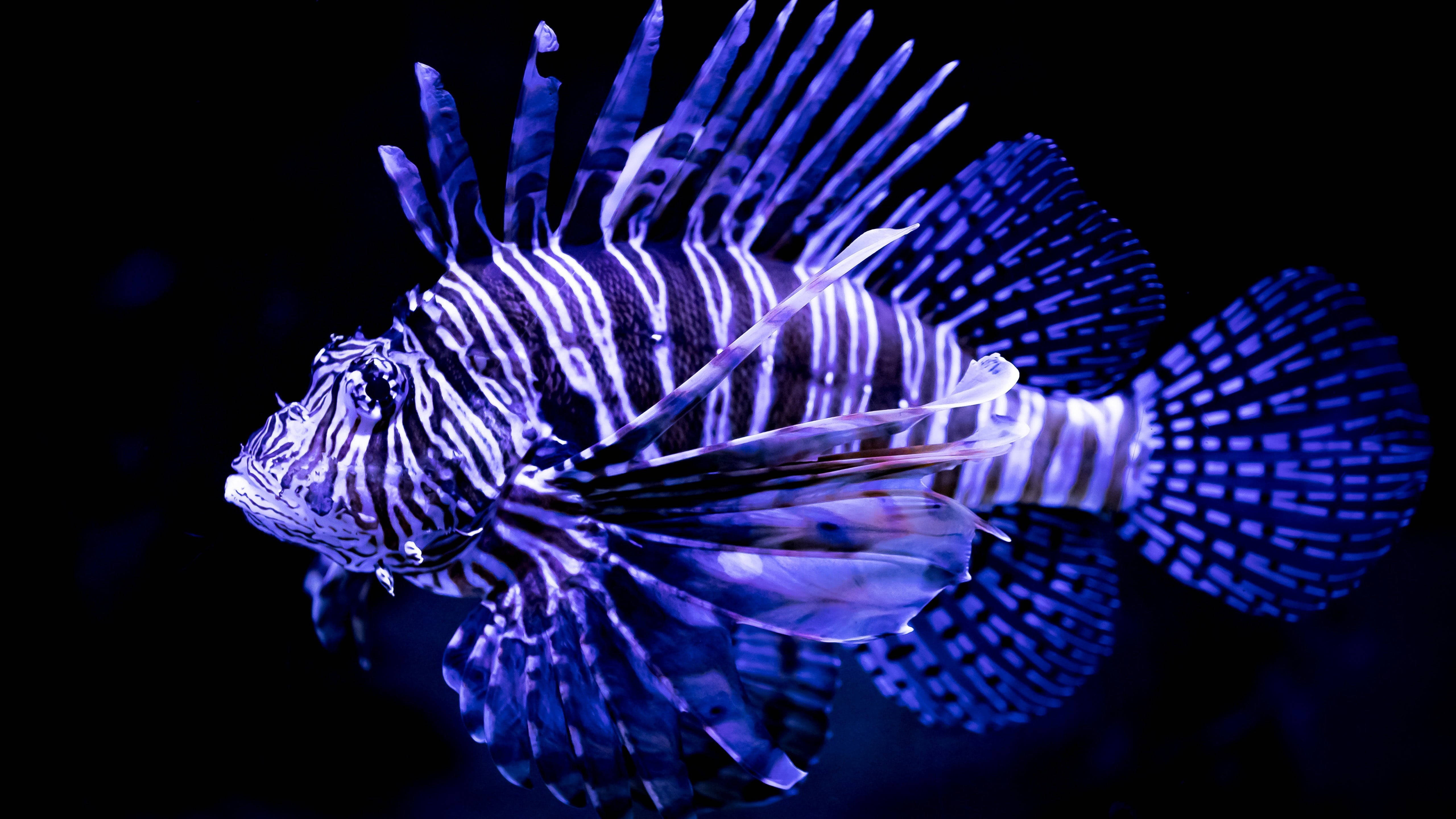 lionfish, electric blue, white stripes, 5K Desktop Wallpaper