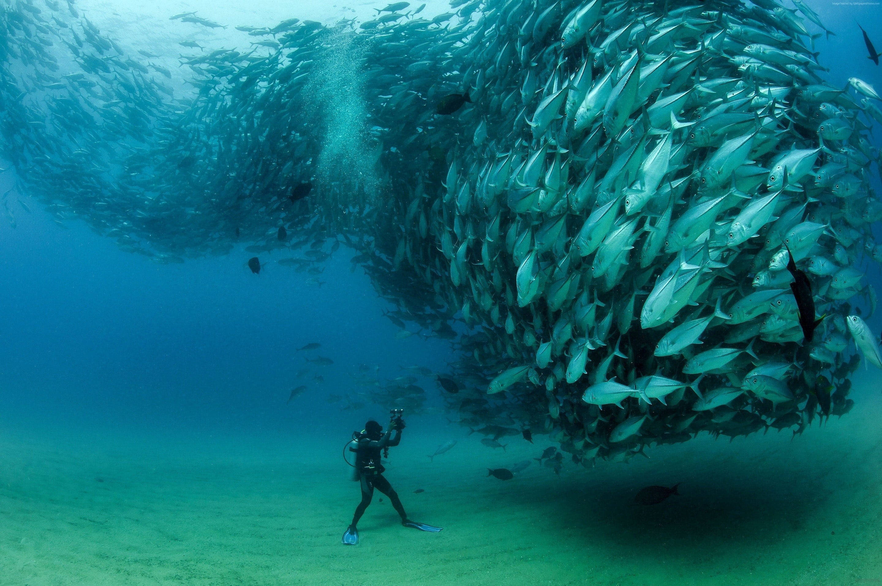 man, beautiful fish, silver fish, 2K Desktop Wallpaper