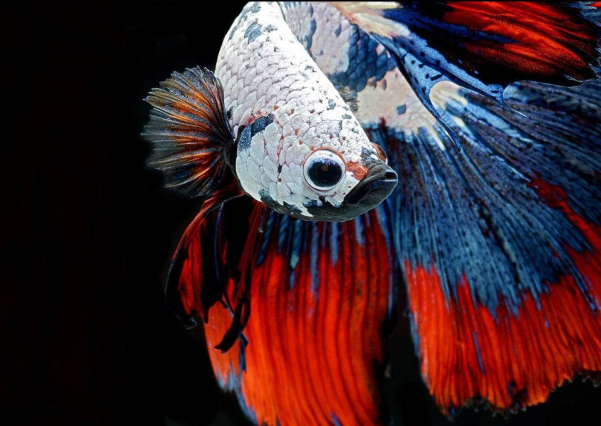betta fish, vibrant red, blue fins, SD Desktop Wallpaper