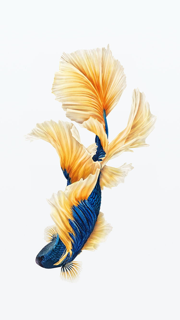 betta fish, vibrant blue, gold, HD Phone Wallpaper