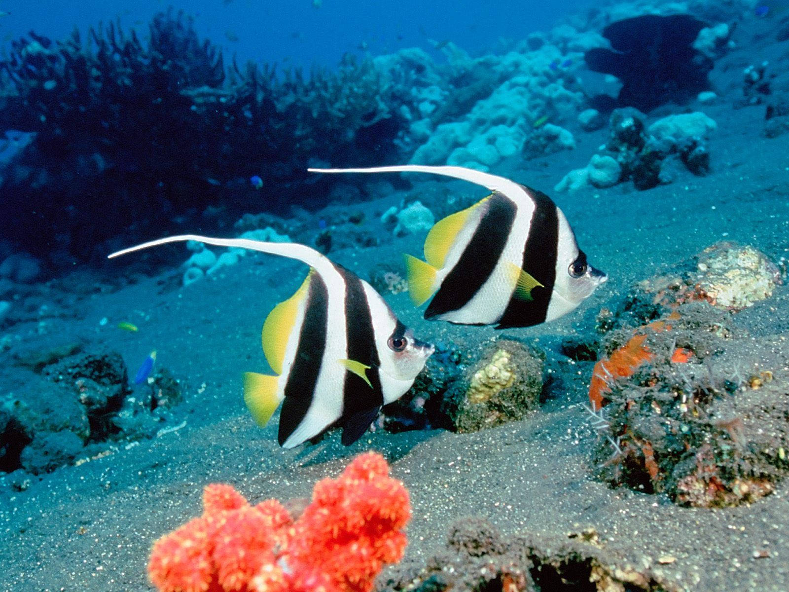 schooling bannerfish, longfin angelfish, sandy ocean floor, HD Desktop Wallpaper