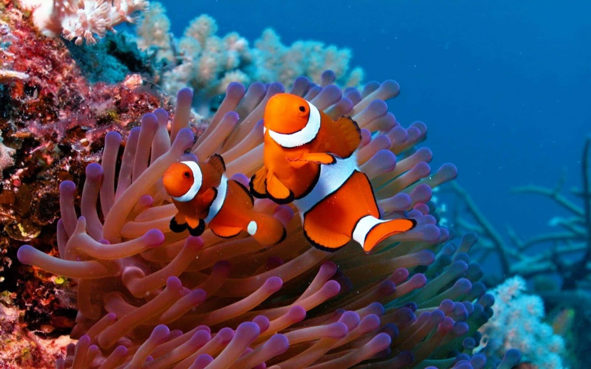 clown fish, purple sea anemones, colorful coral reef, Full HD Desktop Wallpaper