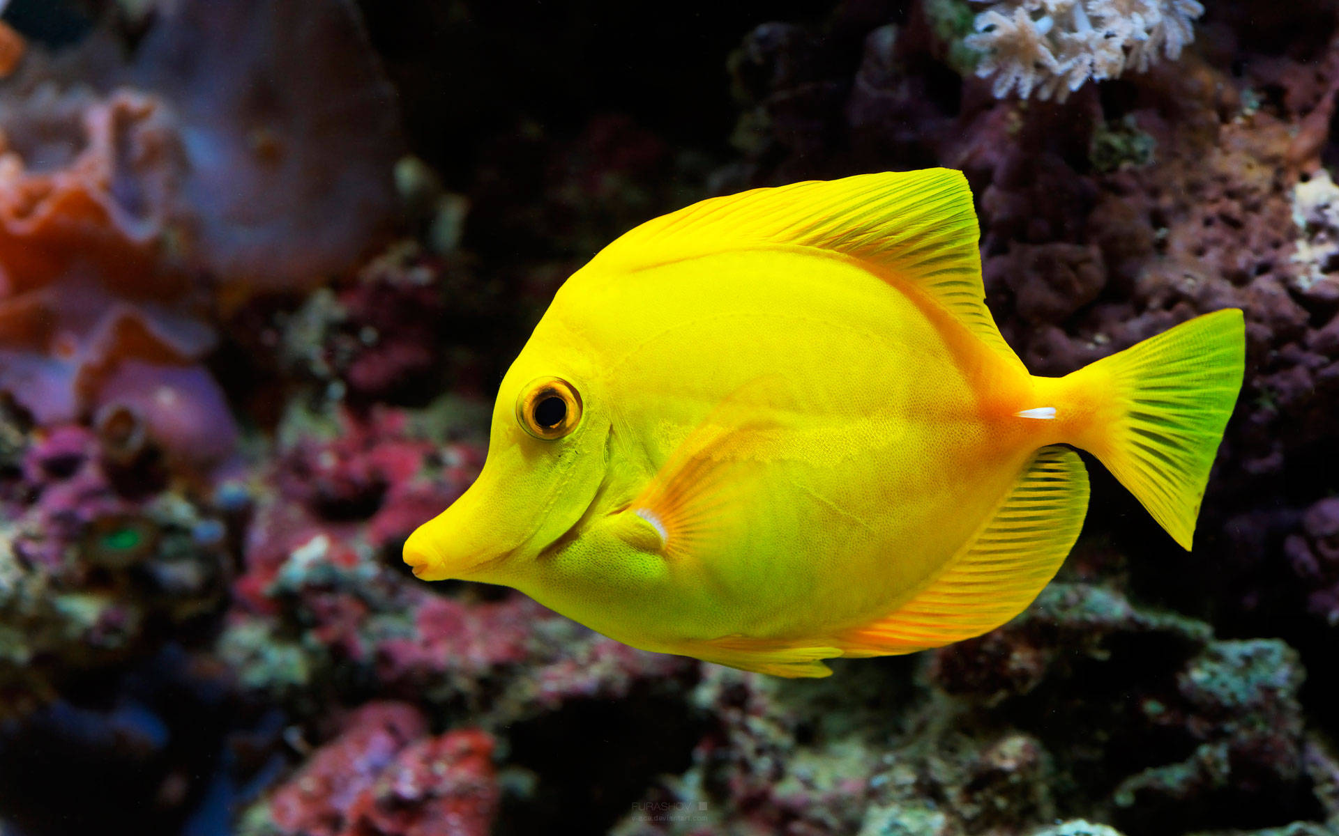 yellow tang fish, colorful coral, marine life, Full HD Desktop Wallpaper