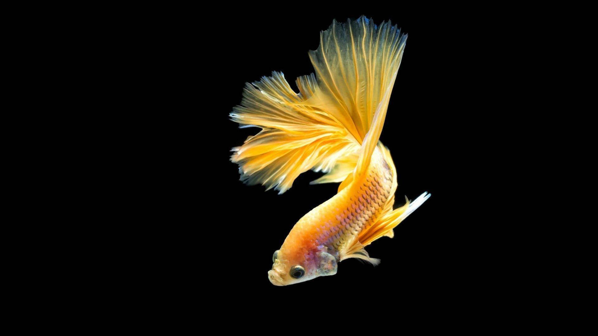 yellow betta fish, vibrant orange betta fish, flowing fins, Full HD Desktop Wallpaper