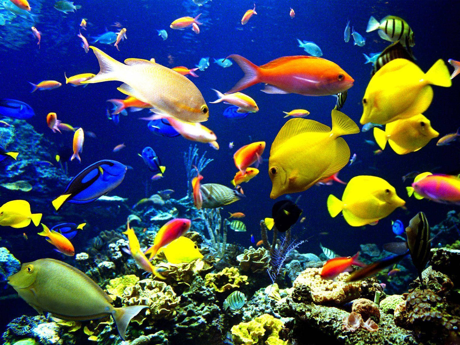 colorful tropical fish, colorful coral reefs, deep blue ocean waters, HD Desktop Wallpaper