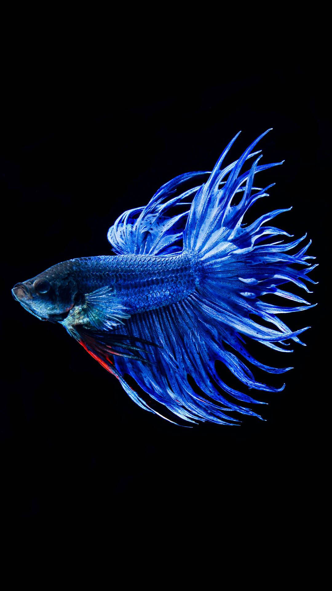 vibrant blue betta fish, flowing fins, pure black background, Full HD Phone Wallpaper