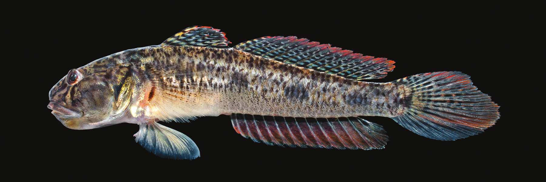colorful goby fish, mottled brown body, vibrant red edged fins, HD Desktop Wallpaper