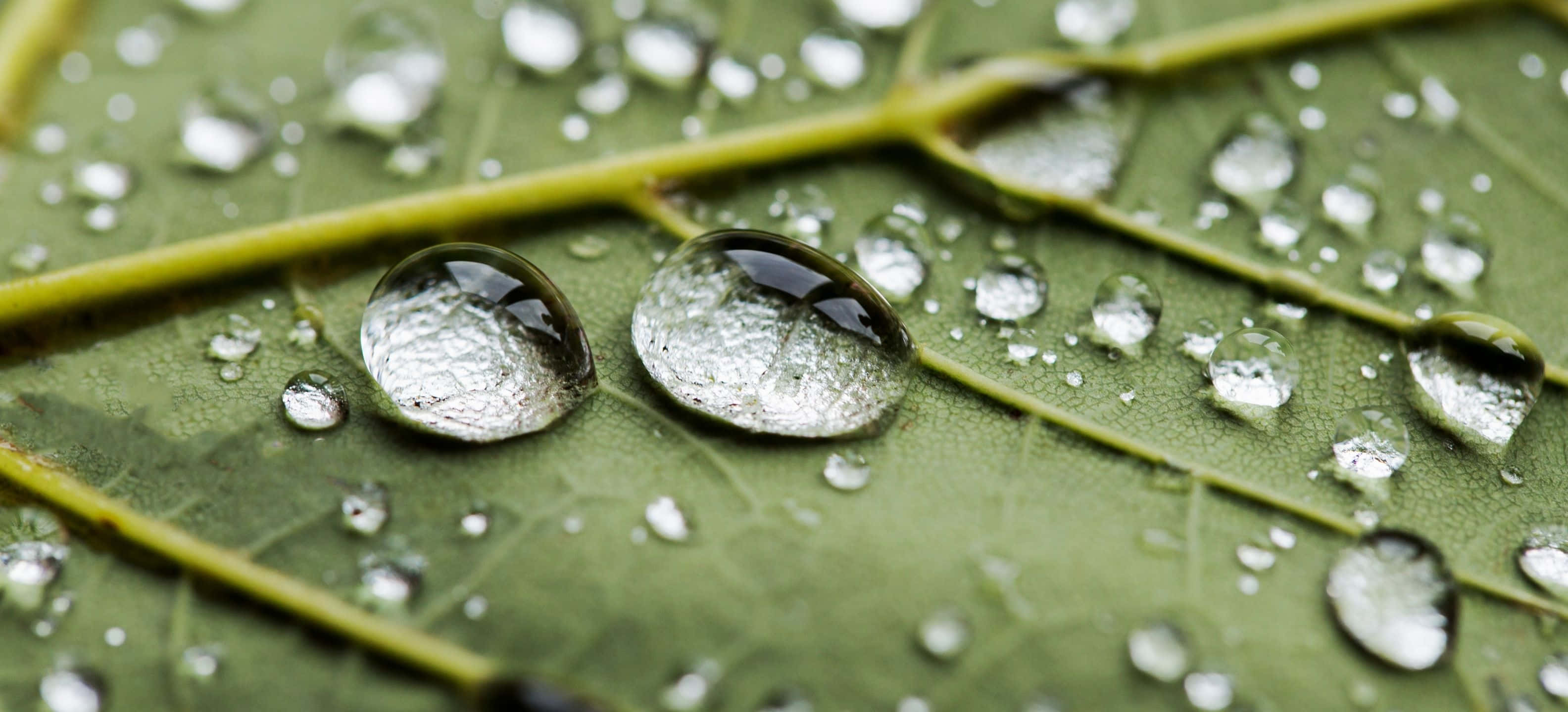 3168x1440, Colorful Vegetable Platter Wallpaper, vibrant green leaf, 2K Desktop Wallpaper