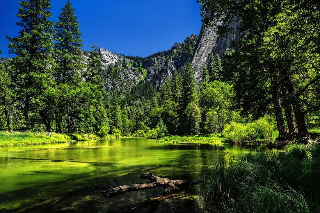 Beautiful Forest